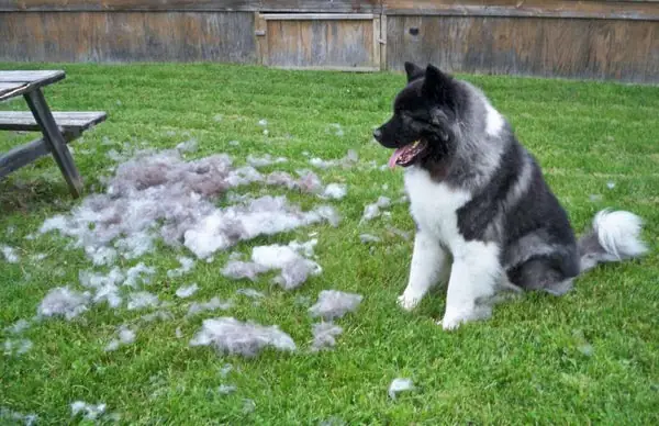 Khi Nào Thì Chó Sẽ Thay Lông? Khi Nào Thì Chó Sẽ Thay Lông?