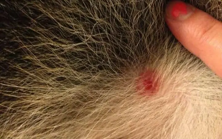 3bệnh Lyme Ở Chó