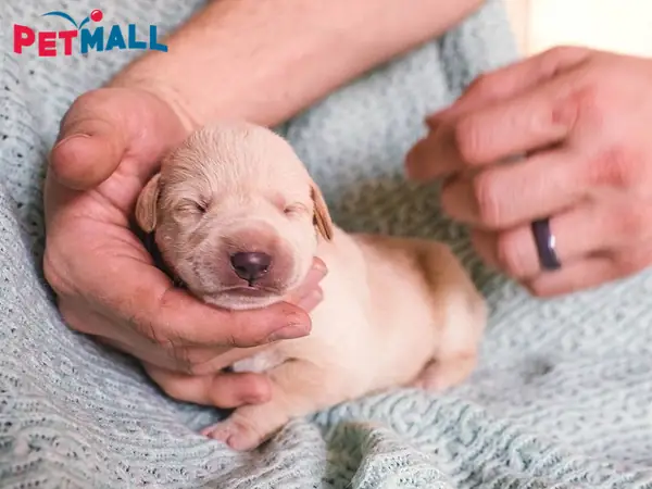 Chó Con Mới Đẻ Không Mở Mắt Do Đâu?