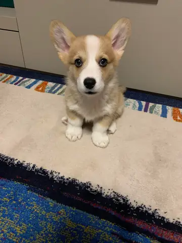 R/corgi - Cách Huấn Luyện Đi Vệ Sinh/sử Dụng Lồng Đúng Cách Cho Chú Chó 2 Tháng Tuổi Của Bạn
