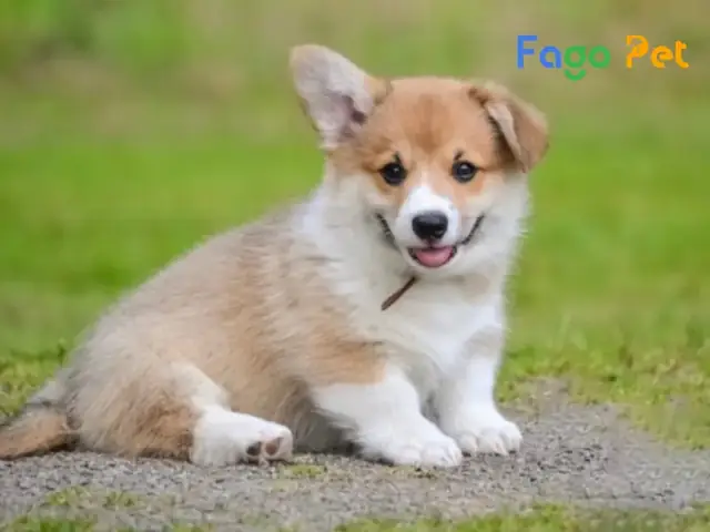 Corgi Cụp Tai Là Chó Gì? Corgi Cụp Tai Là Chó Gì?