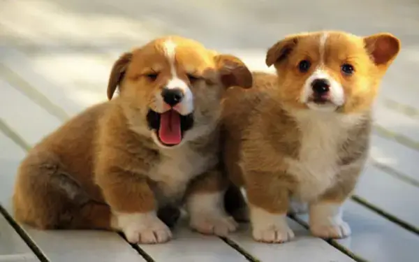 Corgi Còn Nhỏ Corgi Còn Nhỏ