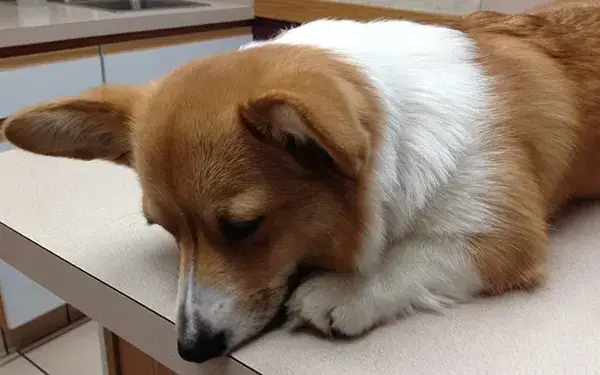 Khắc Phục Tình Trạng Corgi Bị Bệnh Khắc Phục Tình Trạng Corgi Bị Bệnh