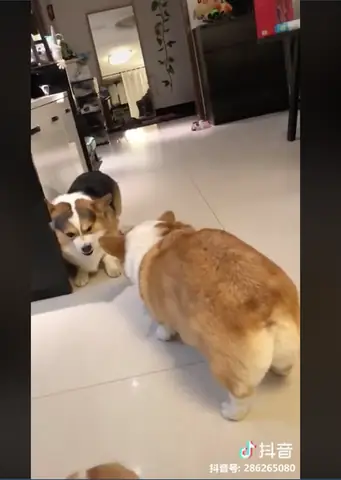 Chó Corgi Có Dễ Nuôi Không Chó Corgi Có Dễ Nuôi Không