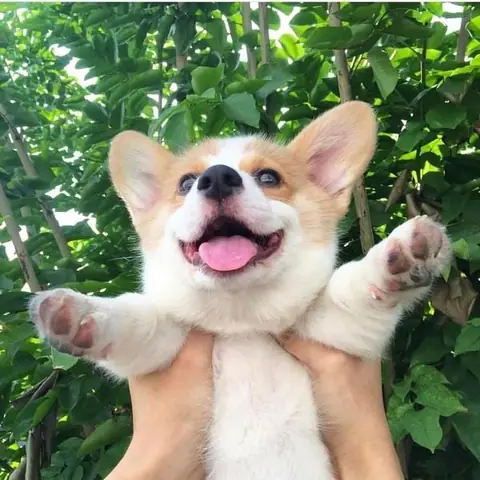 Chó Corgi Có Dễ Nuôi Không Chó Corgi Có Dễ Nuôi Không