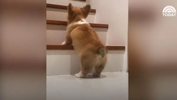 Chó Corgi Có Dễ Nuôi Không Chó Corgi Có Dễ Nuôi Không