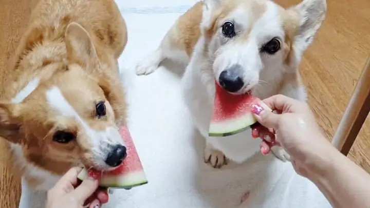 Thức Ăn Của Chó Corgi