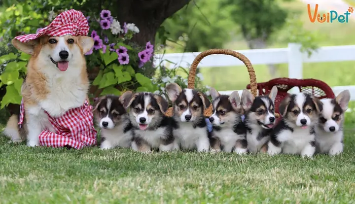 Chó Corgi Lai Chó Ta