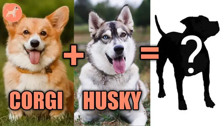 Chó Corgi Lai Là Gì?