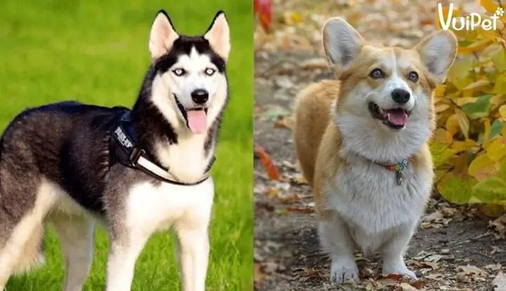 Corgi Lai Husy – Husky Chân Ngắn