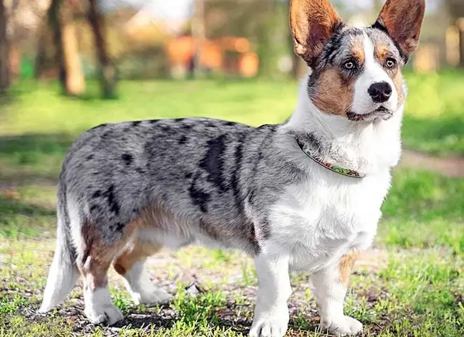 Những Lý Do Bạn Nên Nuôi Chó Corgi Blue Merle Xám