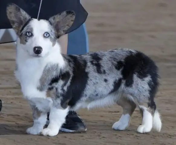 Ưu Điểm Khi Lựa Chọn Mua Chó Corgi Blue Merle Tại Fago Pet