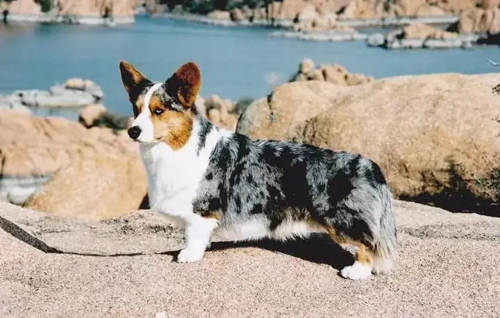 Địa Chỉ Bán Chó Corgi Màu Blue Merle Đẹp Giá Tốt
