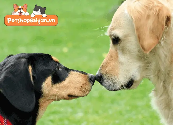 Chó Cũ Cắn Chó Mới: Giải Pháp Toàn Diện Từ Chuyên Gia Hành Vi Động Vật Chó Cũ Cắn Chó Mới: Giải Pháp Toàn Diện Từ Chuyên Gia Hành Vi Động Vật