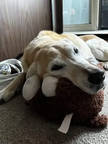 Chó Cũ Cắn Chó Mới: Nguyên Nhân, Dấu Hiệu & Cách Xử Lý Hiệu Quả Chó Cũ Cắn Chó Mới: Nguyên Nhân, Dấu Hiệu & Cách Xử Lý Hiệu Quả