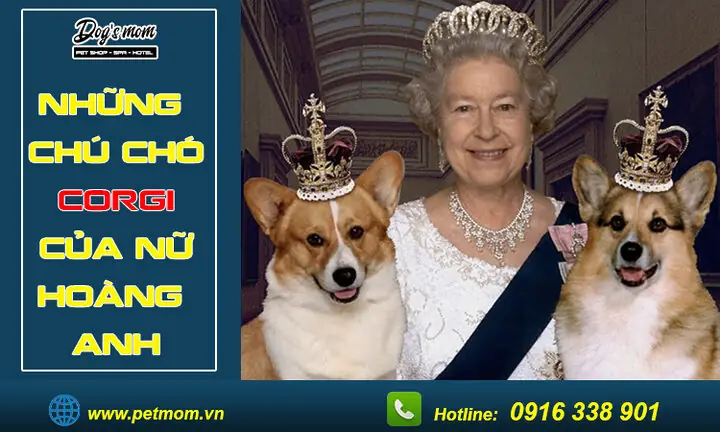 Chó Cưng Của Nữ Hoàng: Di Sản Hoàng Gia Yêu Dấu Chó Cưng Của Nữ Hoàng: Di Sản Hoàng Gia Yêu Dấu