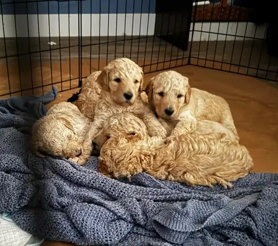 Chó Cùng Đàn Có Phối Được Không: Nguy Cơ Và Lời Khuyên Chó Cùng Đàn Có Phối Được Không: Nguy Cơ Và Lời Khuyên