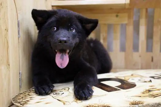 Chó Cụt Đuôi Hà Giang: Đặc Điểm, Môi Trường Sống Và Giá Trị Bảo Tồn