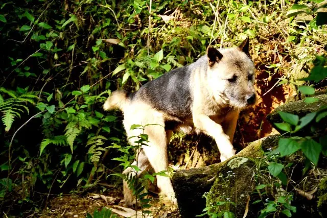 Chó Cụt Đuôi Là Chó Gì