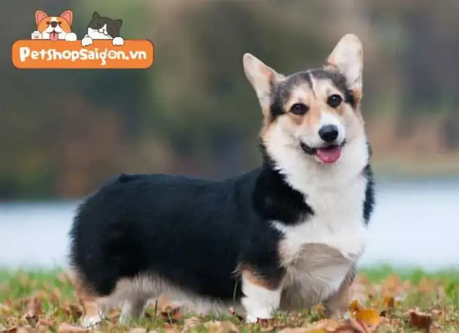 Chó Cụt Đuôi Tên Gì? Tổng Quan Về Các Loài Chó Hoang Dã Không Có Đuôi Dài