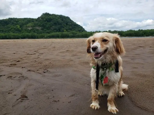 Chó Cứu Hộ Phần 1: Tìm Hiểu Về Các Chủng Loài Và Vai Trò Cứu Hộ