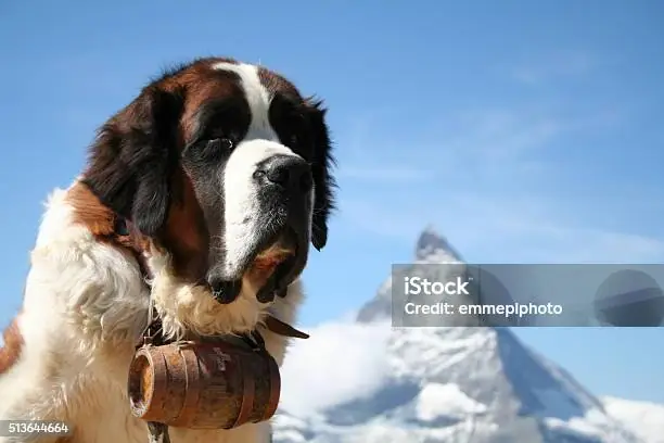 Chó Cứu Hộ Thụy Sĩ: Loài Chó Lớn Với Trái Tim Dũng Cảm Và Lịch Sử Cứu Người Ở Vùng Núi