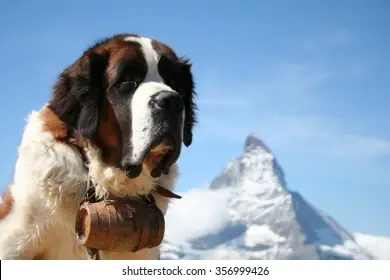 Chó Cứu Hộ Thụy Sĩ: Loài Chó Lớn Với Trái Tim Dũng Cảm Và Lịch Sử Cứu Người Ở Vùng Núi