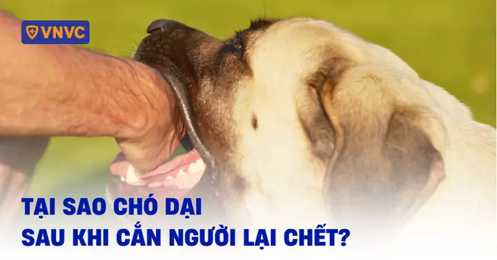 Tại Sao Chó Dại Sau Khi Cắn Người Lại Chết Tại Sao Chó Dại Sau Khi Cắn Người Lại Chết