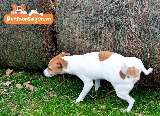 Chó Đái Trước Cửa Nhà: Hiểu Đúng Tập Tính Để Sống Hòa Hợp Với Thú Cưng