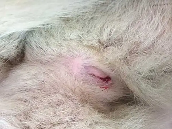 Chó Đang Salo Có Tắm Được Không?