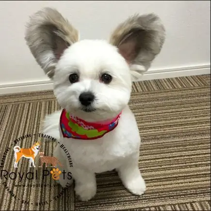 Poodle (toy/miniature) – Thông Minh Và Quý Phái