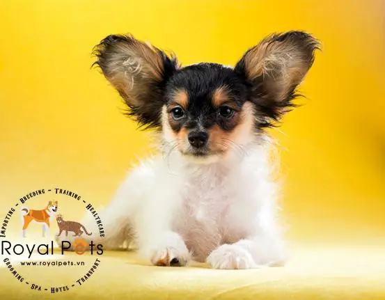Giống Chó Papillon – Nét Duyên Dáng Với Đôi Tai Cánh Bướm Giống Chó Papillon – Nét Duyên Dáng Với Đôi Tai Cánh Bướm