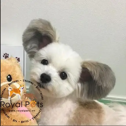 Golden Retriever Con – Sự Hồn Nhiên Thuần Khiết Golden Retriever Con – Sự Hồn Nhiên Thuần Khiết