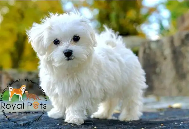 Giống Chó Maltese – Vẻ Đẹp Thuần Khiết Và Quý Tộc Giống Chó Maltese – Vẻ Đẹp Thuần Khiết Và Quý Tộc