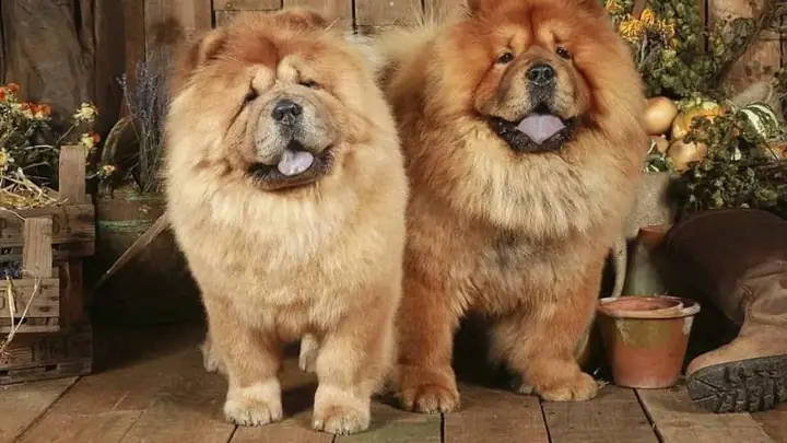 5chó Chow Chow 5chó Chow Chow