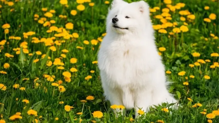 6chó Samoyed (chó Sam) 6chó Samoyed (chó Sam)