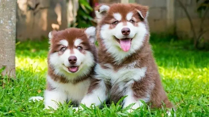 2chó Alaskan Malamute (chó Alaska) 2chó Alaskan Malamute (chó Alaska)