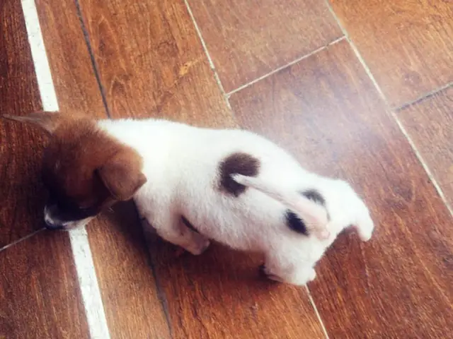 Bạch Cẩu Hoàng Đầu Thân Bối Nguyệt