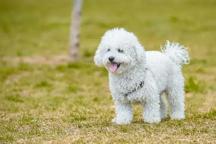 Chó Đẻ 9 Con: Phân Tích Từ Góc Độ Sinh Học, Hành Vi Học Và Bảo Tồn Chó Đẻ 9 Con: Phân Tích Từ Góc Độ Sinh Học, Hành Vi Học Và Bảo Tồn