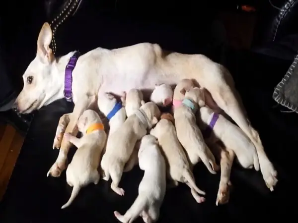 Chó Đẻ 8 Con, 9,10,11 Con Hay 1 Con Tốt Hay Xấu? Có Ý Nghĩa Gì? Chó Đẻ 8 Con, 9,10,11 Con Hay 1 Con Tốt Hay Xấu? Có Ý Nghĩa Gì?