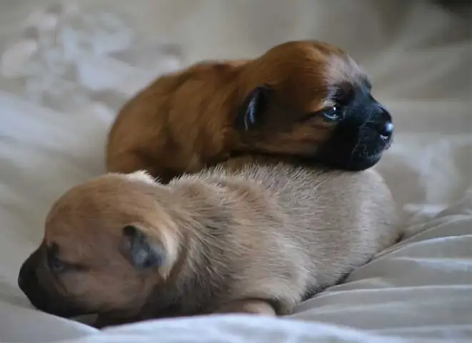 2chó Con Bao Nhiêu Ngày Thì Tắm Được ?