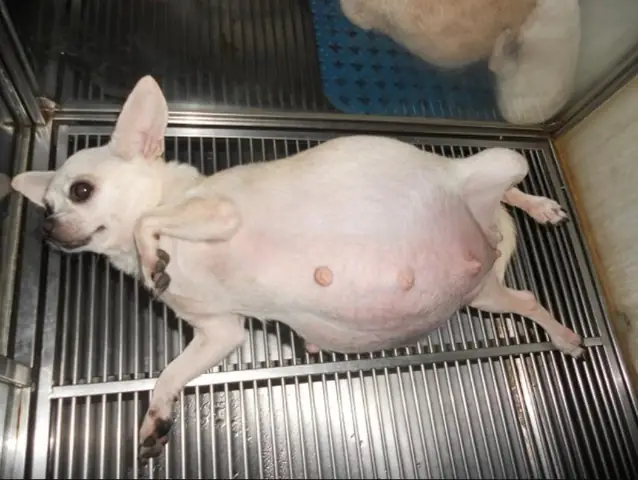 Cần Chuẩn Bị Gì Trước Khi Chó Chihuahua Đẻ?