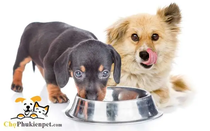 Chó Mới Đẻ Không Chịu Ăn Chó Mới Đẻ Không Chịu Ăn