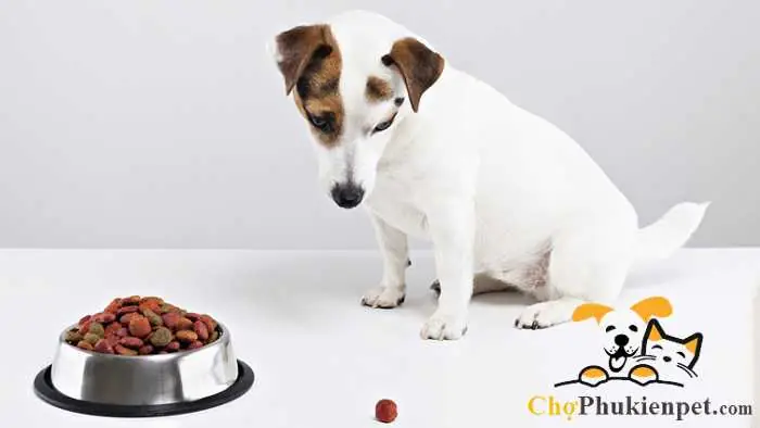 Cách Xử Lý Khi Chó Mới Đẻ Không Chịu Ăn Cách Xử Lý Khi Chó Mới Đẻ Không Chịu Ăn