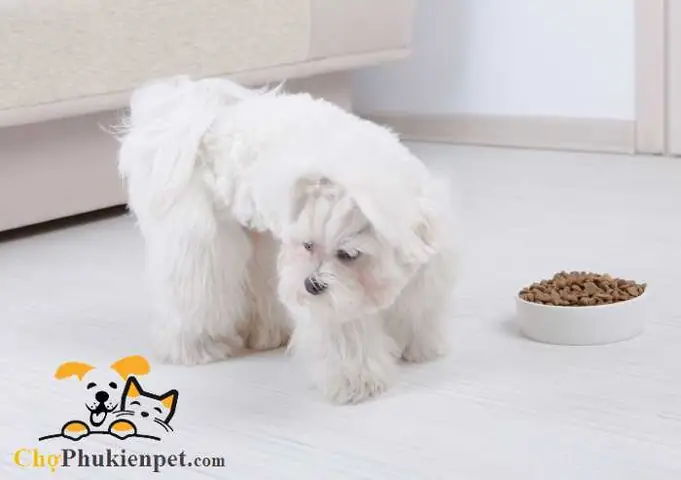 Những Đồ Ăn Có Lợi Cho Chó Mẹ Sau Sinh Những Đồ Ăn Có Lợi Cho Chó Mẹ Sau Sinh