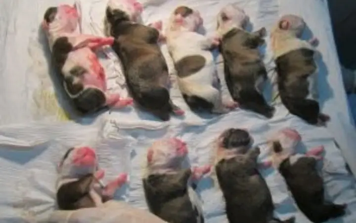 Biểu Hiện Chó Bị Đau Khi Mang Thai