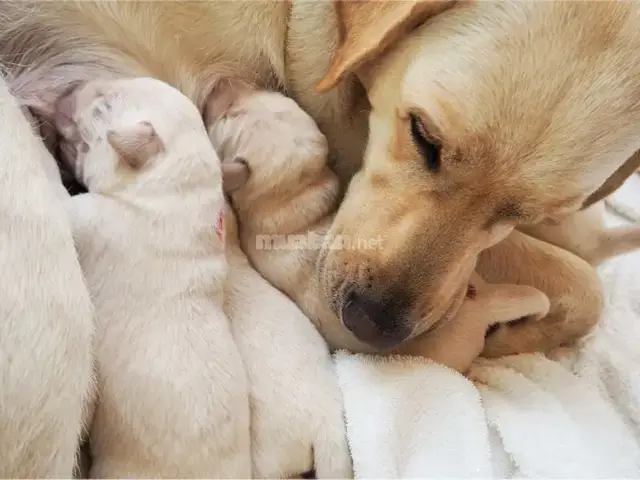 Chuẩn Bị Toàn Diện Trước Khi Chó Đẻ