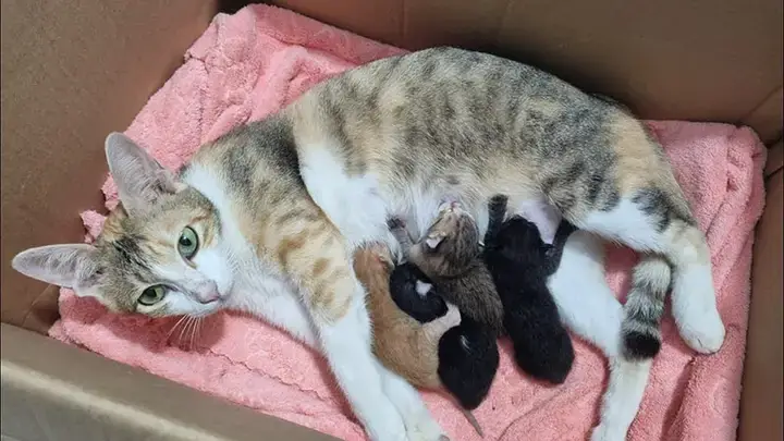 Giải Mã Điềm Báo Khi Chó Đẻ Ngày Mùng 1: Lành Hay Dữ?