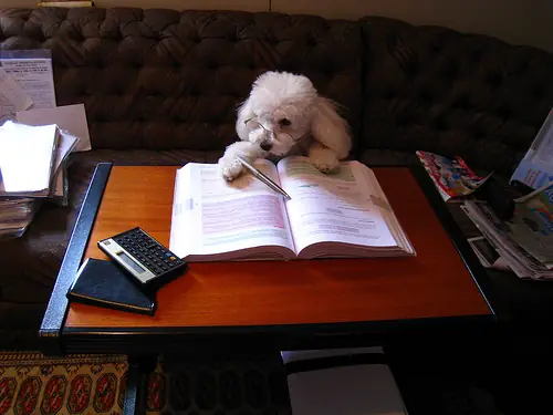 Chó Nhỏ Thông Minh Dễ Thương Nhất Hành Tinh