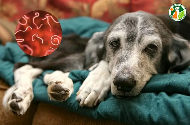 Do Nhiễm Vi Khuẩn, Virus Hoặc Ký Sinh Trùng Đường Ruột Do Nhiễm Vi Khuẩn, Virus Hoặc Ký Sinh Trùng Đường Ruột